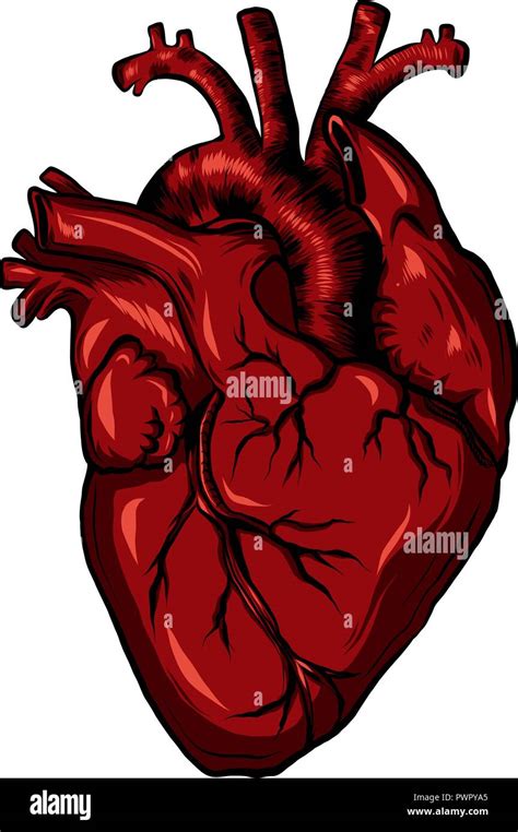 Real Biology Human Heart Red Vector Illustration Stock Vector Image