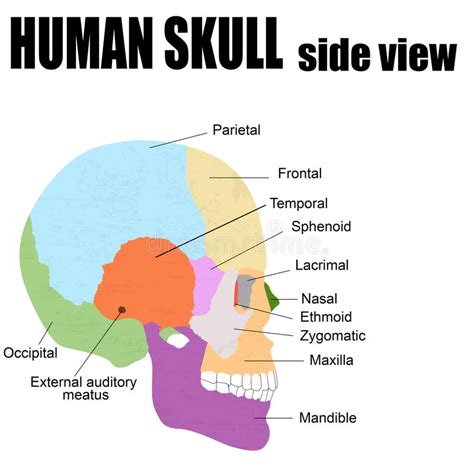 Download this free icon about human skull side view silhouette, and discover more than 13 million professional graphic resources on freepik. Side view of Human Skull stock vector. Illustration of ...