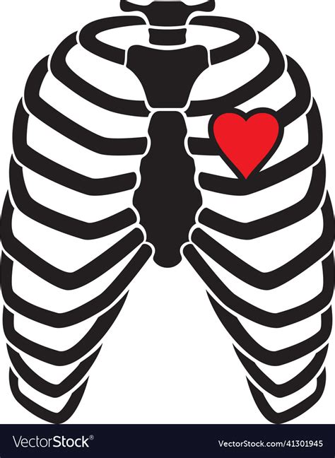 Human Rib Cage Skeleton With Heart Royalty Free Vector Image