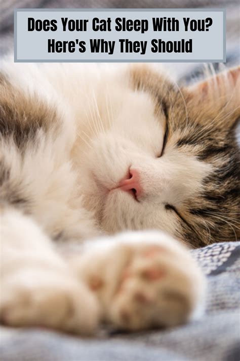 Does Your Cat Sleep With You Heres Why They Should Cat Sleeping