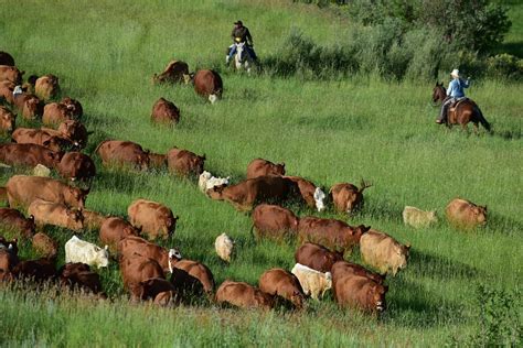 Cattle Drive Gunnison County Colorado Larry Lamsa Flickr