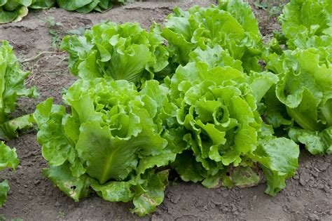 Health Benefits Of Lettuce The Sunday News