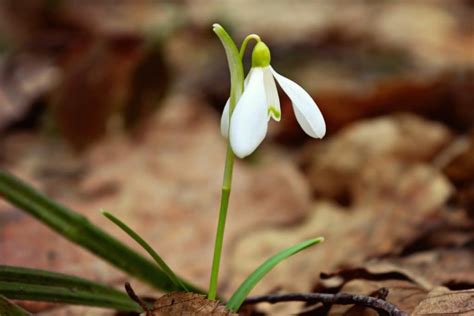 Snowdrop Planting And Advice On Caring For This Spring Groundcover Flower
