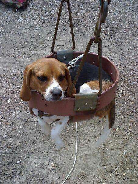 funny beagle pictures   cheer   page    petpress