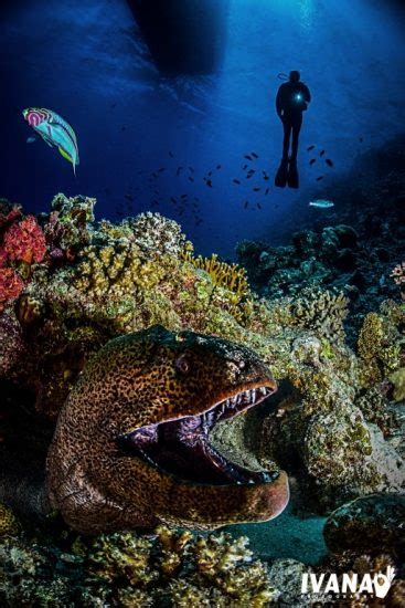 Master Of The Coral Reef The Giant Moray Eel Mares Scuba Diving Blog