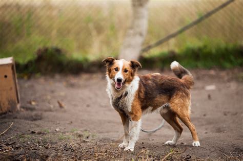 Found Pet Sfahs Sioux Falls Area Humane Society