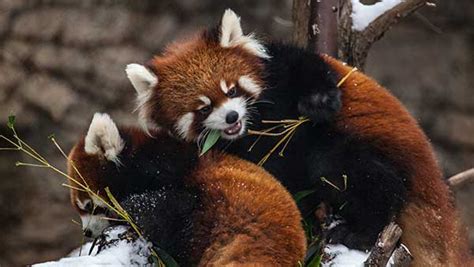 Photos Red Panda Cubs Growing Quickly At Lincoln Park Zoo Kabc7