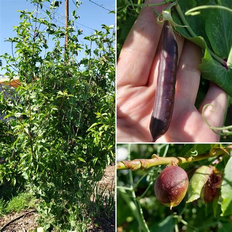 The Pea As Protector Experiment Is A Success The Sugar Magnolia Peas