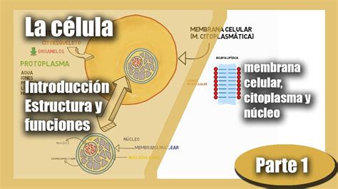 La Célula Introducción Estructura Y Funciones Membrana Celular