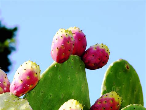 Fotos Gratis Sicilia Naturaleza Barbary Fig Fruta Cactus Higo