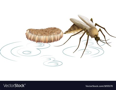 A Mosquito Laying Eggs Royalty Free Vector Image