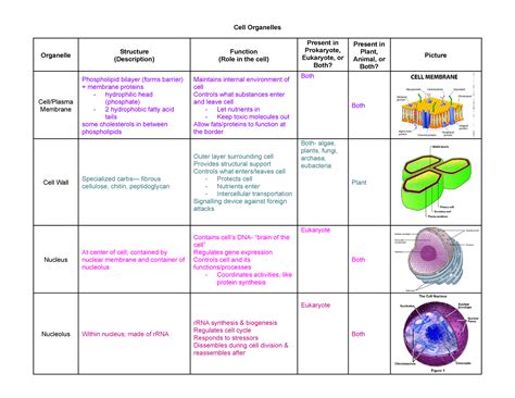 Cell Organelles Chart Cell Organelles Organelle Structure