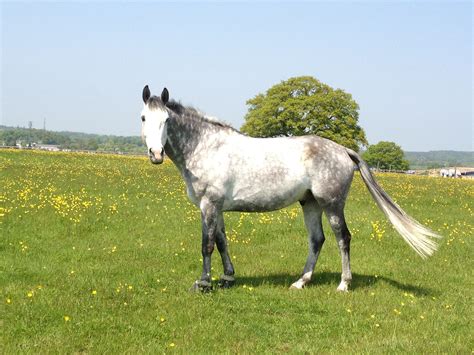 172 Hand Irish Sport Horse Grey Horse White Horses Sport Horse Dark