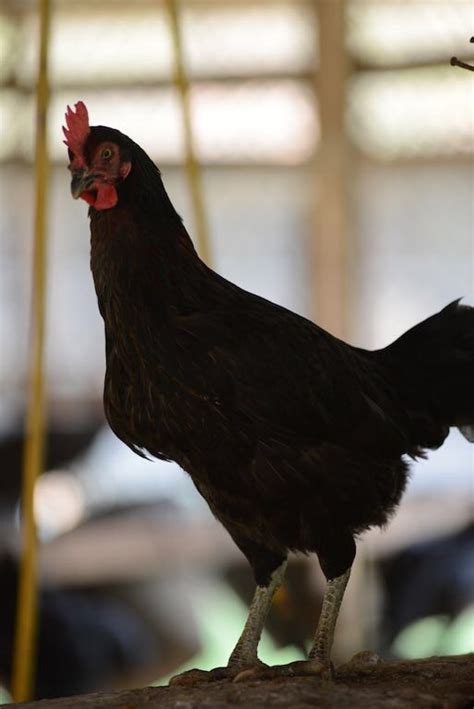 Telur ayam makanan paskah anak ayam makan musim semi gizi ayam telur. 5 Tips Membeli Anak Ayam Kampung Unggulan | Pak Tani Digital