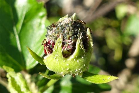 Aphids On Hibiscus Symptoms Treatments And How To Help It Bloom Again