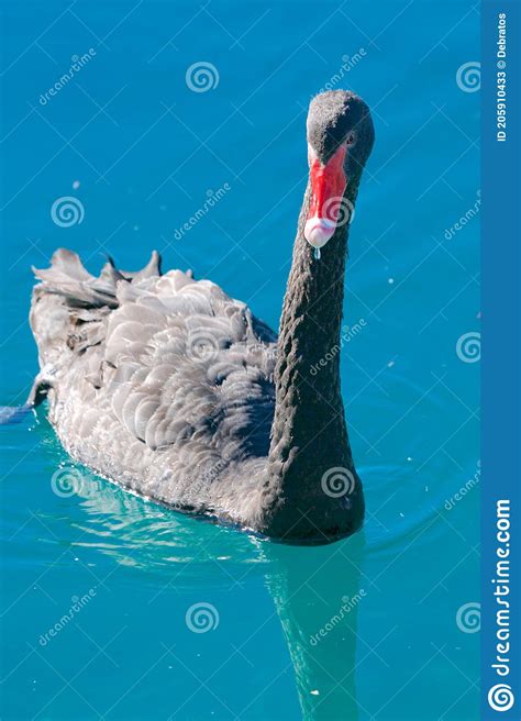 Black Swan Bird Water Stock Image Image Of Swan Beak 205910433