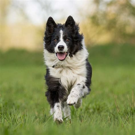 Border Collie Dog Breed Information Pictures And More