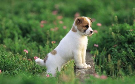 Hd Wallpapers Hd Puppy Wallpapers