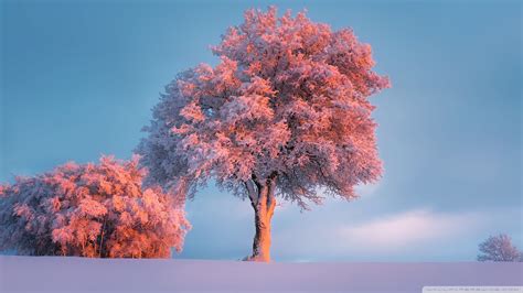 Trees Winter Pink Sunset Hd Wallpapers