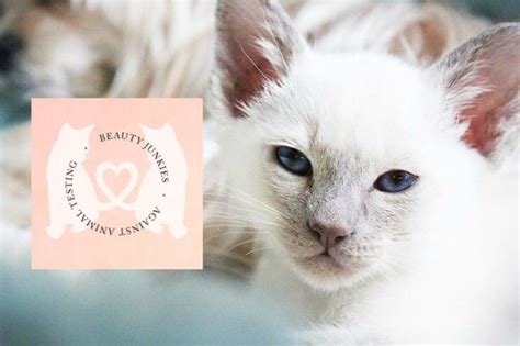 Additionally, p&g has joined industry coalitions. Cruelty-Free Kitty Helps You Choose Beauty Products That ...