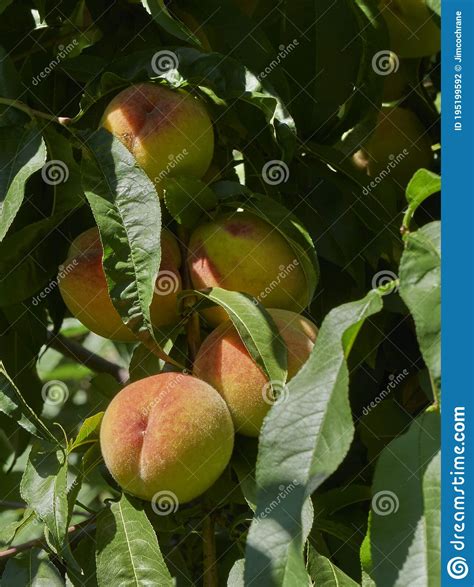 Ripe Autumn Peaches Ready To Be Picked In A Tree In The Sunshine Stock