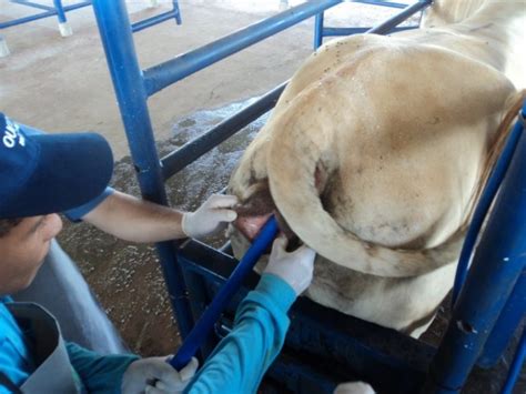 Gado de corte prepara se para a estação de monta