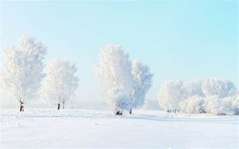 나무 서리 눈 겨울 자연의 Hd 배경 화면시사