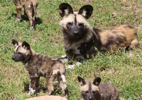 Australian Zoo Welcomes Eleven New Endangered African Wild Dog Pups