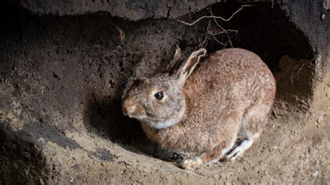 how to stop rabbits from digging holes around your yard and garden pest samurai 2023