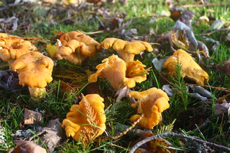 On The Hunt For The Wild Mushroom Tillamook County Pioneer