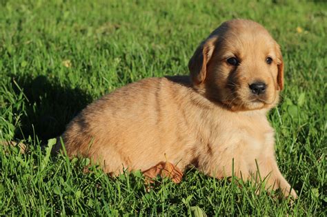 Healthy Akc Golden Retriever Puppy For Sale Windy Knoll Golden Retrievers
