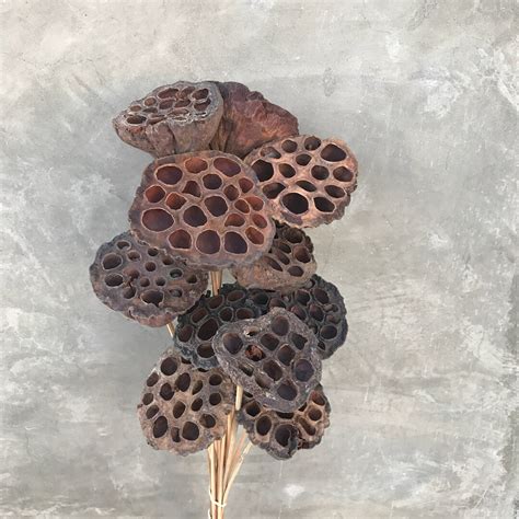 Lotus Pods Dried Flowers Dried Lotus Pods Wedding Flowers Home Decor 18 To 20 Tall Etsy Uk