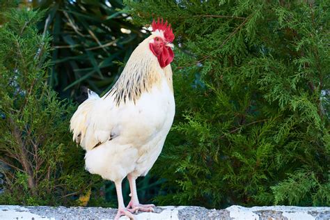 Sussex Chicken Breed Profile And Management Information Polystead
