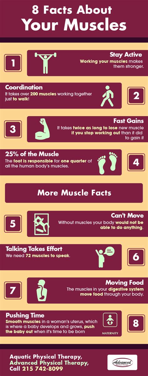 8 Facts About Your Muscles Shared Info Graphics