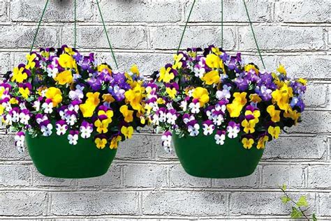 2 Pre Planted Pansy Cascadia Hanging Baskets Shop Wowcher