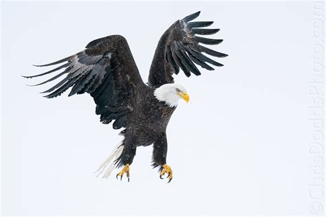 Bald Eagle Landing In Snow — Nature Photography Blog