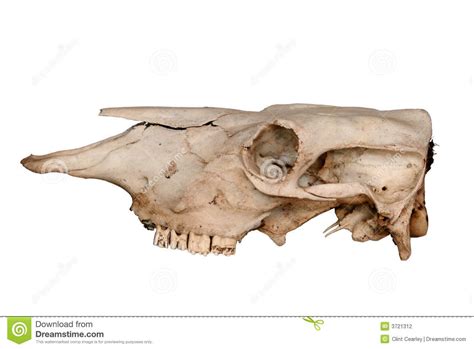 Photo About A Cow Skull From Side View Over Clean White Background