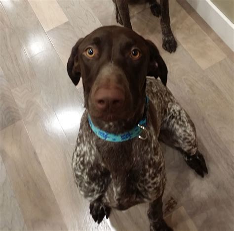 They are very versatile dogs that can not only hunt, point, retrieve and track, but are great family dogs, too! German Shorthaired Pointer dog for Adoption in Menlo Park ...