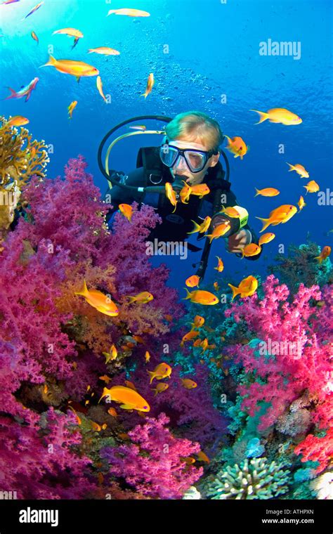 Diver In Coral Reefs Red Sea Underwater Tropical Reef Fish Blue