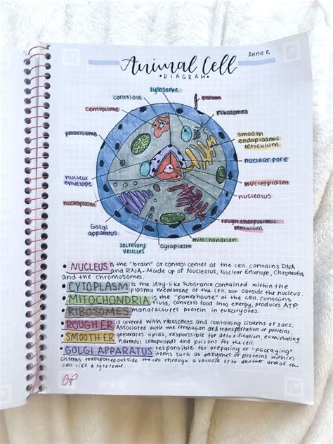 Animal Cell Notes Biology Lessons School Organization Notes Science