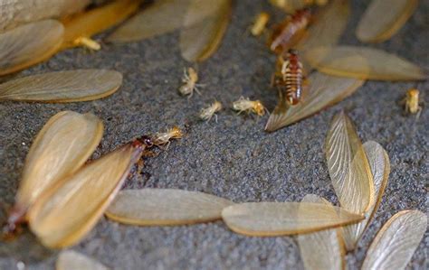 Flying Termite Swarm Outside Goimages Web