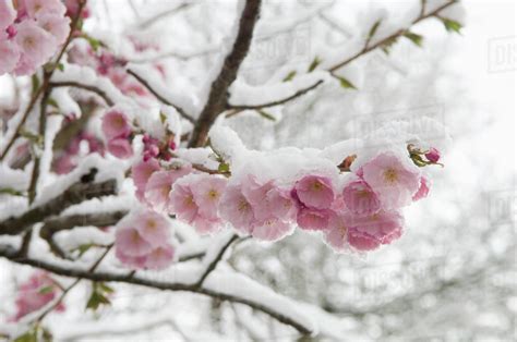 Germany Munich Snow Covered Cherry Blossom Close Up Stock Photo