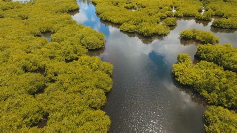 Mangrove Forest In Asia Philippines Siargao Island Stock Footage