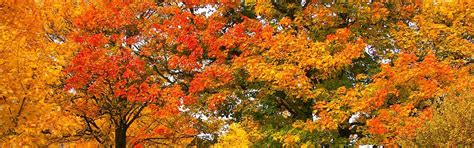 5 Best Trees For Fall Color In Northern Virginia Green Vista Tree Care