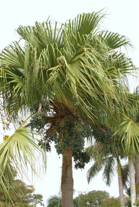 50 Seeds Livistona Chinensis Exotic Rare Chinese Fan Palm Tree Palms Seed