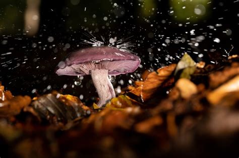 Free Photo Closeup Shot Of A Wild Mushroom Under A Pouring Rain
