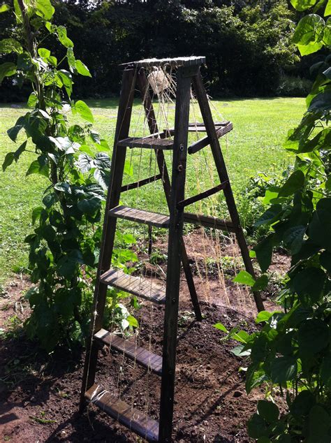 Pea Trellis Wood Okejely Garden Plant