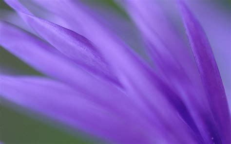 Micro Photography Of Purple Petaled Flower Hd Wallpaper Wallpaper Flare