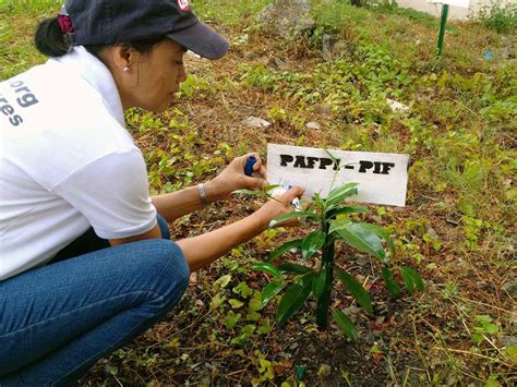 Pafpi Gives Back Tree Planting Activity At Ritm Pafpi