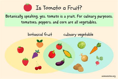 Is Tomato A Fruit Difference Between Fruits And Vegetables